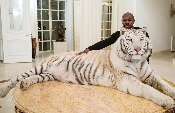 Floyd Mayweather chơi đùa với hổ khổng lồ, khoe thần kinh thép