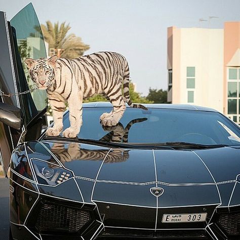 bao mike tyson s hobbies surpass everyone s imagination as he owns a supercar for leisurely drives while accompanied by his pet white tiger 65446fff90263 Mike Tyson's Hobbies Surpass Everyone's Imagination As He Owns A Supercar For Leisurely Drives While Accompanied By His Pet White Tiger.